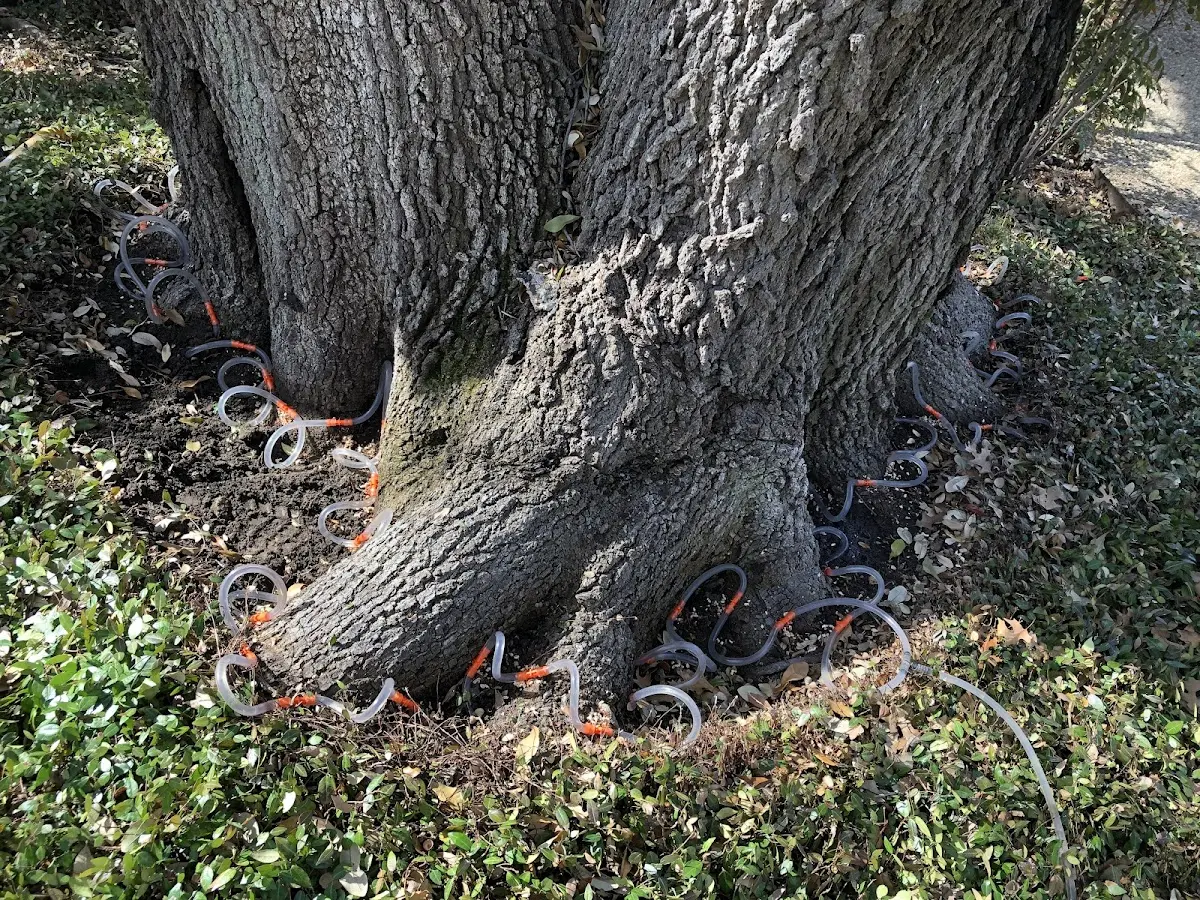 Detailed Tree Cabling and Bracing job site in Huntington